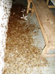 the first hour of the invasion in our dining area
