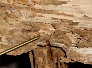 you see that little guy?