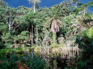 the real congo jungle