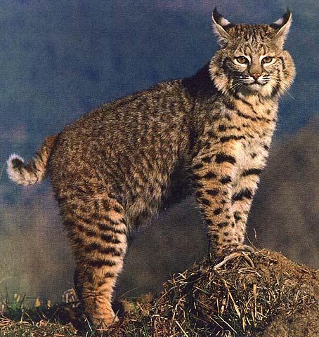 beautiful-bobcat