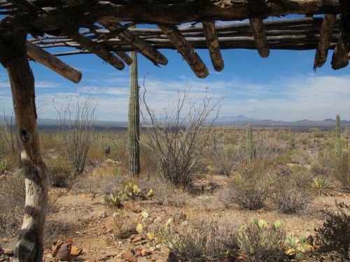 desert museum landscape