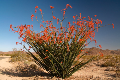 ocotillo plant