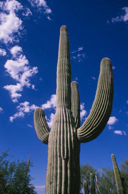 Saguaro_Cactus