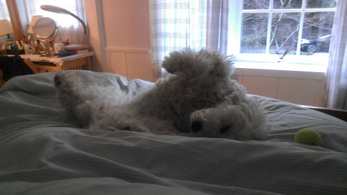 alice in upsidedowndog