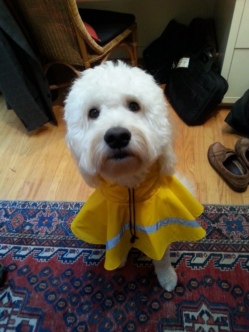 plaintive lefty in raincoat