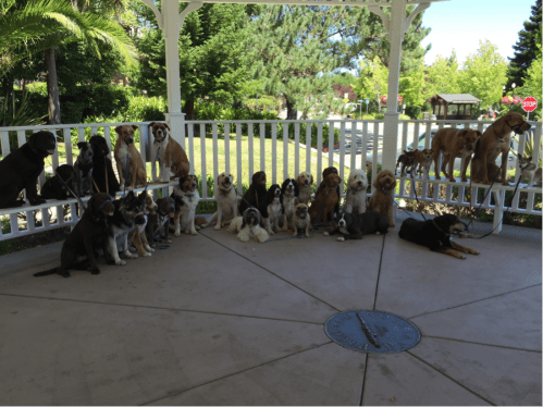 30 dogs