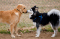 dogs sniffing each&nbsp;other