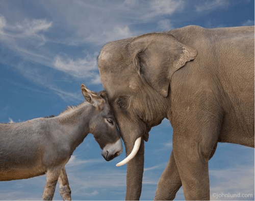 donkey elephant